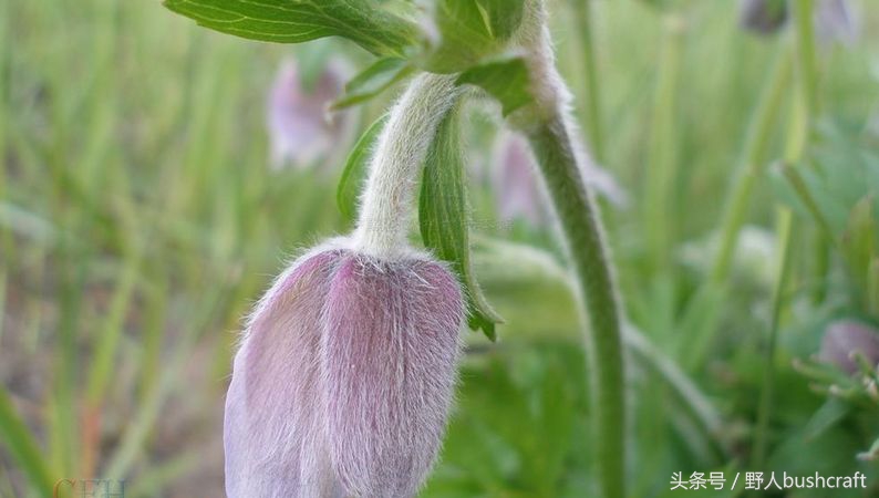 白头翁治痢疾,白头翁是痢疾的克星吗