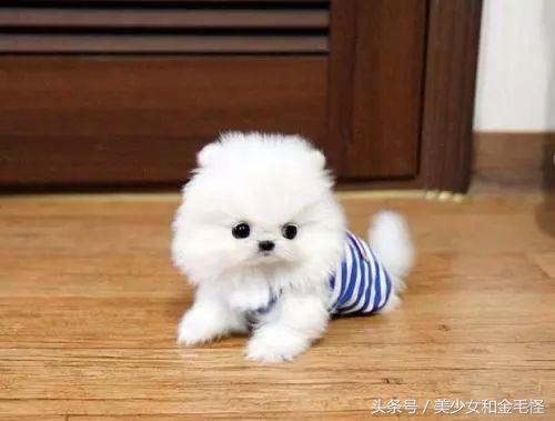 小型犬的训练方法,小型犬要训练随行吗