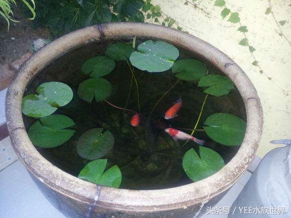 家养金鱼存活的条件,冬天室外金鱼怎么存活