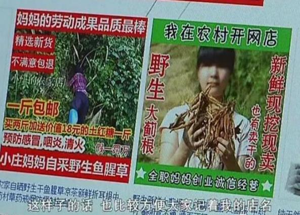 致富经美女野外生存,致富经农村姑娘22岁靠1500元起家