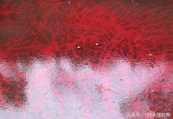 家养金鱼存活的条件,冬天室外金鱼怎么存活