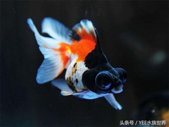 家养金鱼存活的条件,冬天室外金鱼怎么存活