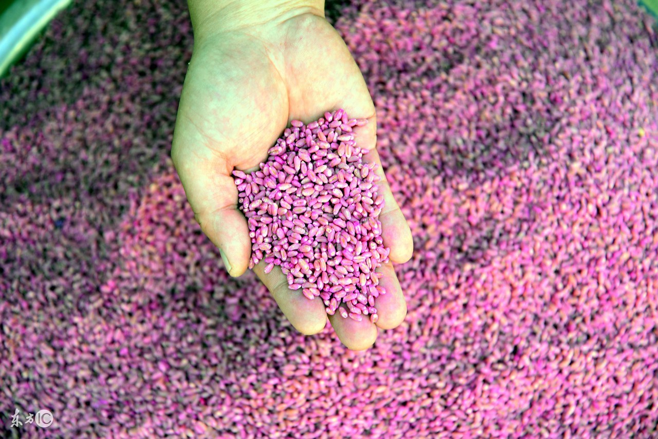 农药无人机施药视频教学,农药中等容量施药量范围是多少