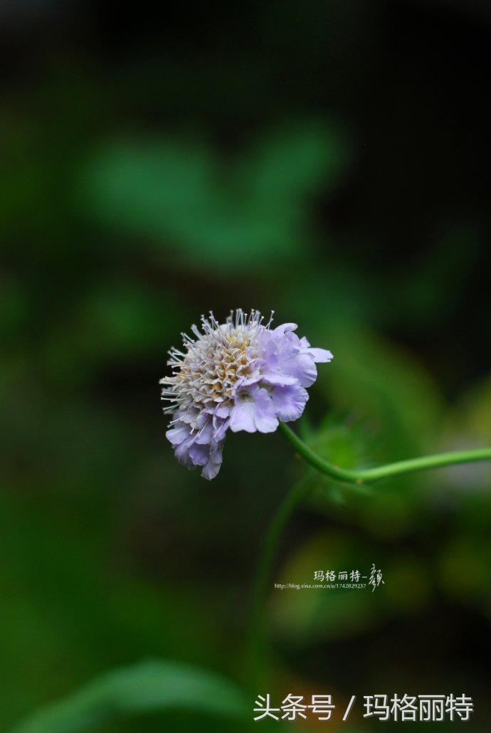 植物笔记解读视频,植物笔记关于花