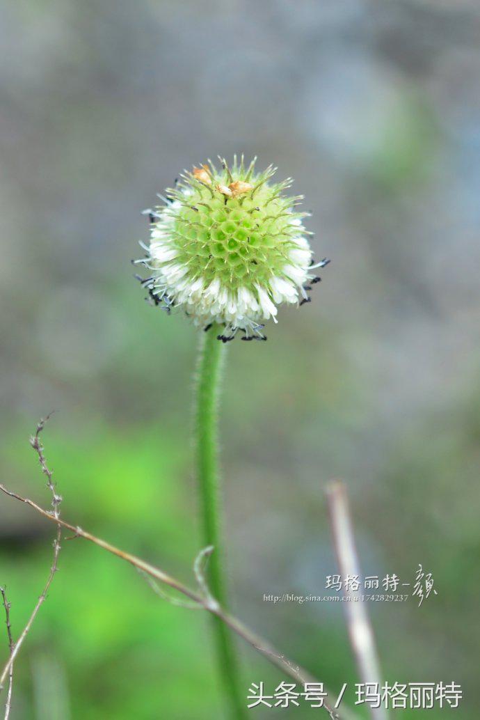 植物笔记解读视频,植物笔记关于花