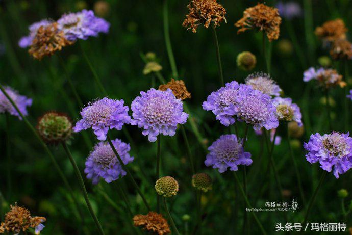 植物笔记解读视频,植物笔记关于花