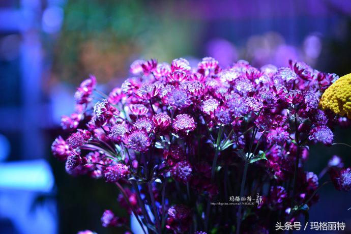 植物笔记解读视频,植物笔记关于花