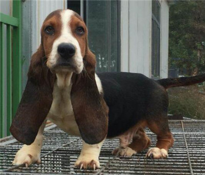 养巴吉度犬关注事项,为什么不建议养巴吉度犬