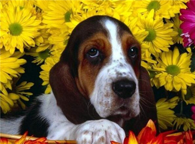 养巴吉度犬关注事项,为什么不建议养巴吉度犬