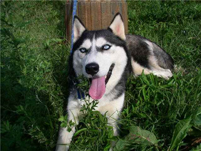 哈士奇怎么养要关注什么,最正确的哈士奇饲养方法