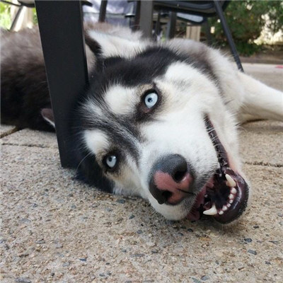 哈士奇怎么养要关注什么,最正确的哈士奇饲养方法