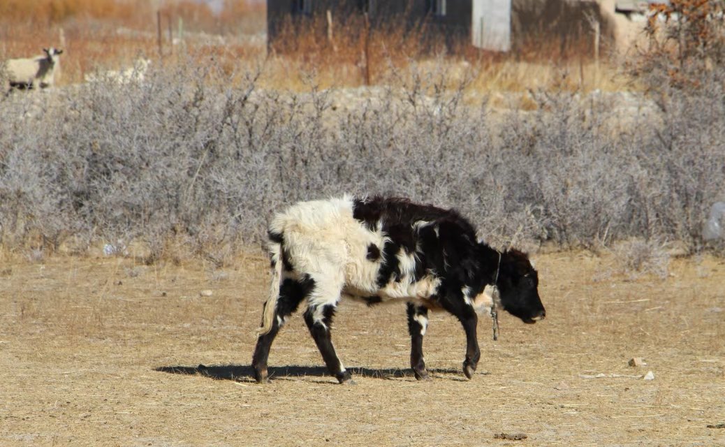 探访新疆帕米尔高原唯一白人民族,探秘帕米尔高原塔吉克族