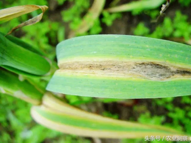 大蒜种植技术与病虫害防治,大蒜的全程种植管理及病虫害防治