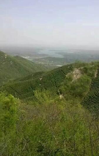选择信阳最好毛尖茶怎么选,信阳高端毛尖茶冲泡带雾