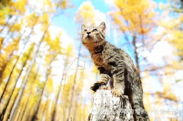 呼伦贝尔自由行攻略,呼伦贝尔自由行