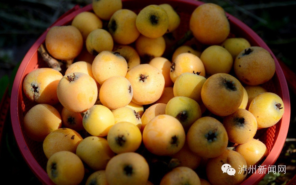 泸州哪些地方可以摘草莓,贵阳摘草莓摘桑葚摘樱桃地方