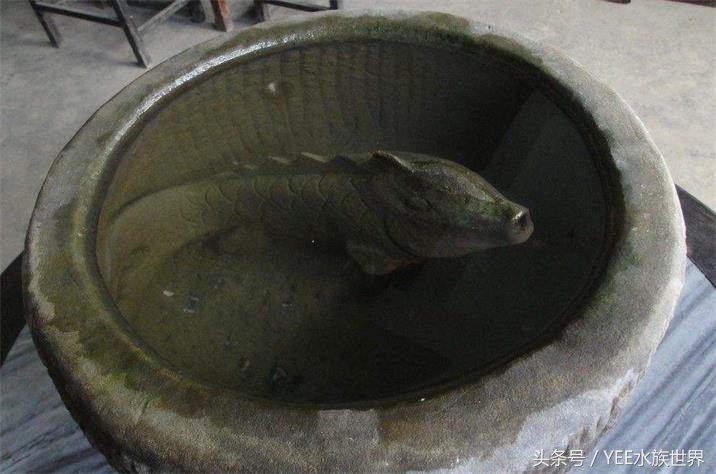 家养金鱼存活的条件,冬天室外金鱼怎么存活