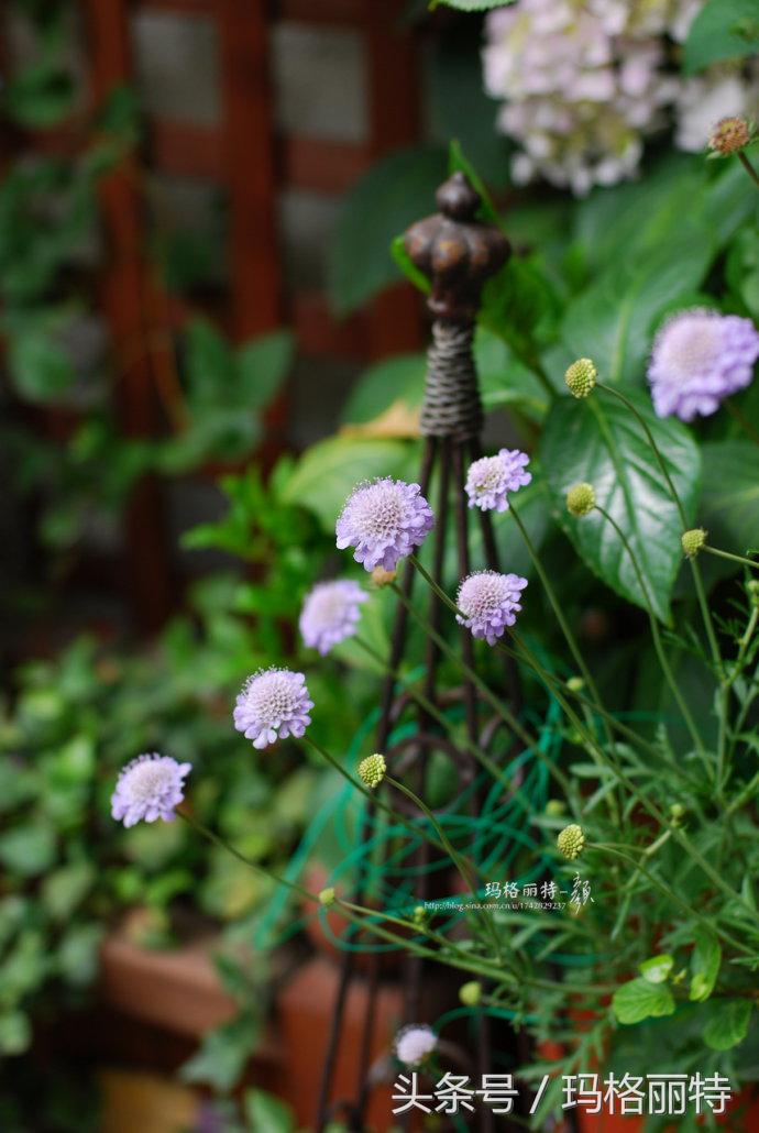 植物笔记解读视频,植物笔记关于花