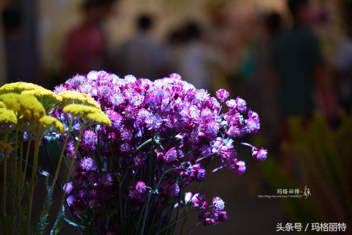 植物笔记解读视频,植物笔记关于花