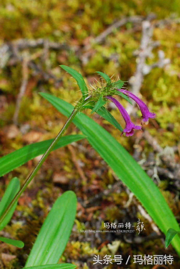 植物笔记解读视频,植物笔记关于花