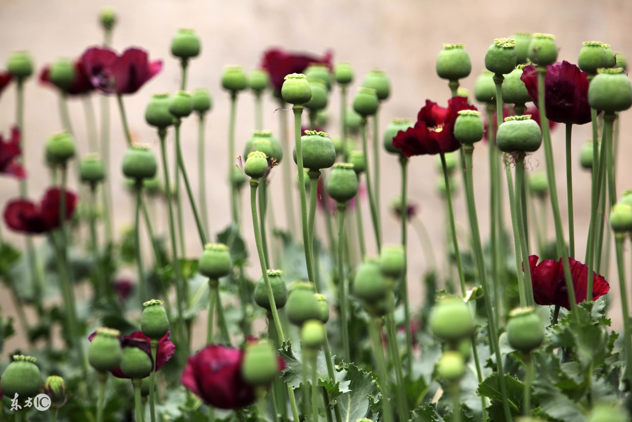 *粟罂**+和尚+人妖，金三角值得你了解更多