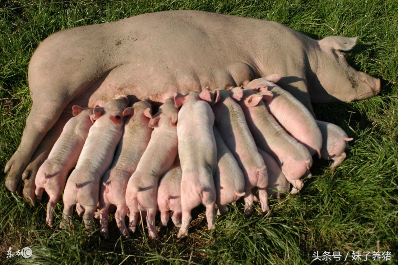 母猪下猪成活率低是怎么回事,养猪母猪产仔少怎么办