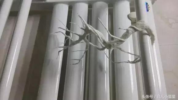 儿童梅花手工制作,儿童手工制作梅花