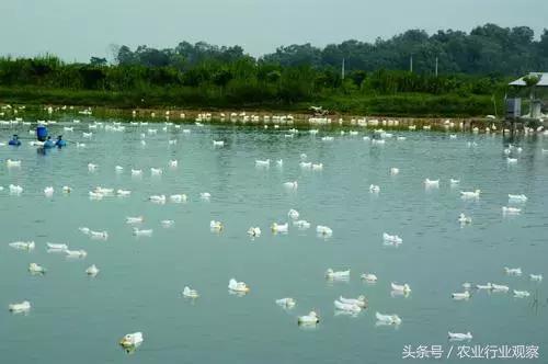 创业致富小型养殖项目,创业小黑板