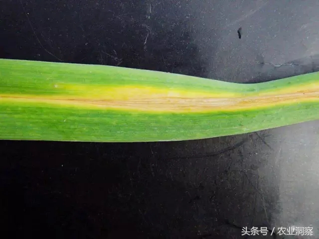 大蒜种植技术与病虫害防治,大蒜的全程种植管理及病虫害防治