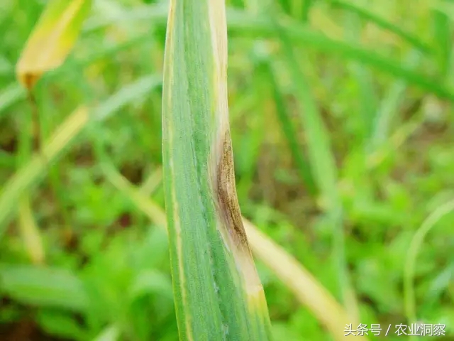 大蒜种植技术与病虫害防治,大蒜的全程种植管理及病虫害防治