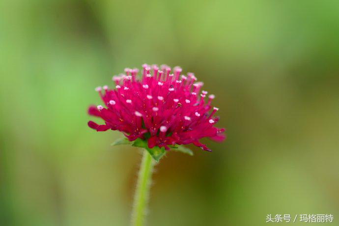 植物笔记解读视频,植物笔记关于花
