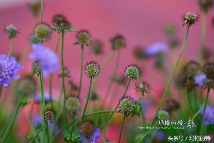 植物笔记解读视频,植物笔记关于花