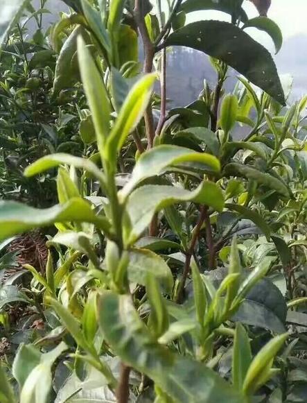 选择信阳最好毛尖茶怎么选,信阳高端毛尖茶冲泡带雾
