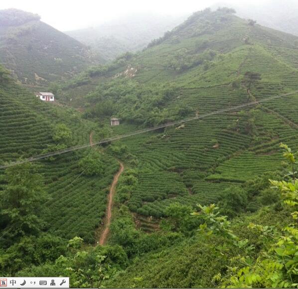 选择信阳最好毛尖茶怎么选,信阳高端毛尖茶冲泡带雾