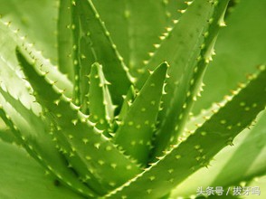 芦荟老是烂根是怎么回事,芦荟出现黄叶什么原因