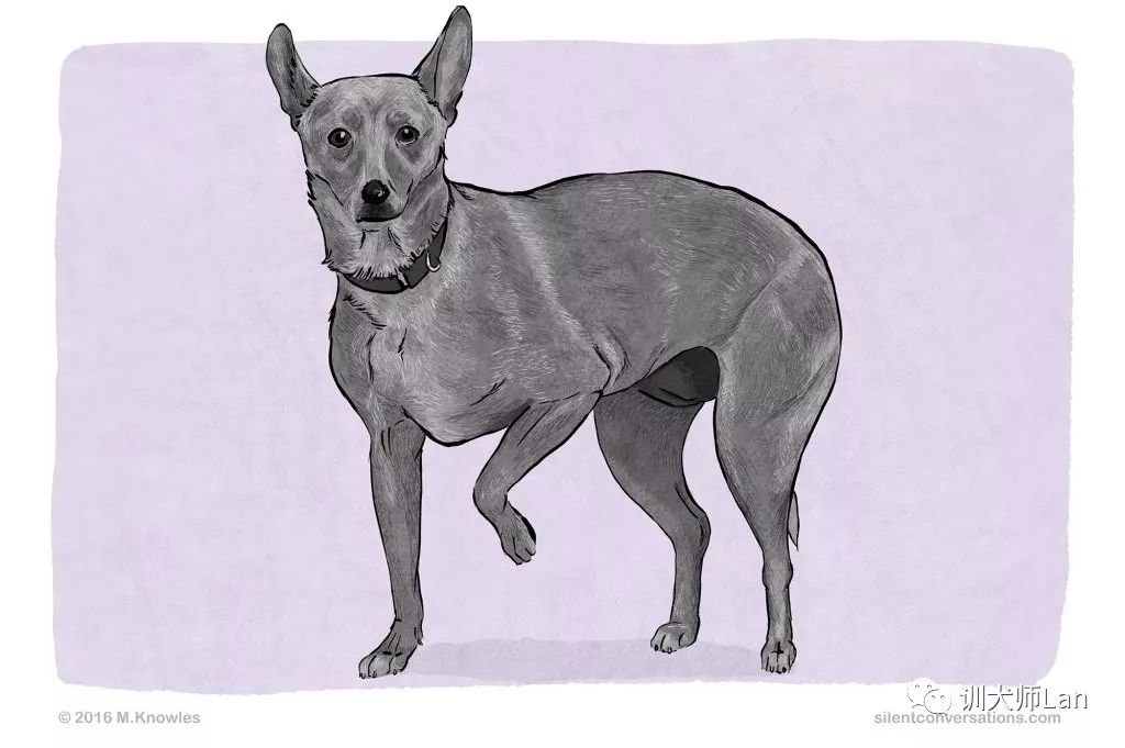 狗狗抬起一只前爪是什么意思,狗狗抬起一只前爪表示尴尬