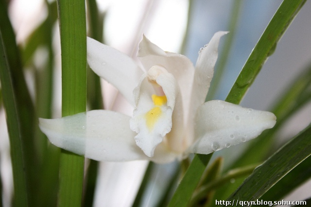 价值百万的兰花是什么品种,价值百万的兰花草