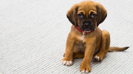 狗狗细小病毒发病率可达50%，大家关注！