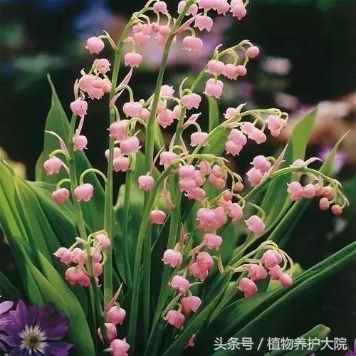 每日花语100句,每日花语夹竹桃