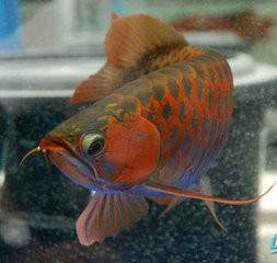 世界上最贵的红龙鱼,全球最贵龙鱼品种大全