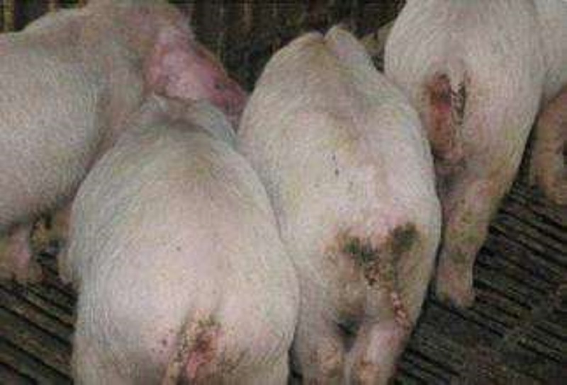 仔猪白痢最佳治疗方法,仔猪白痢治疗法