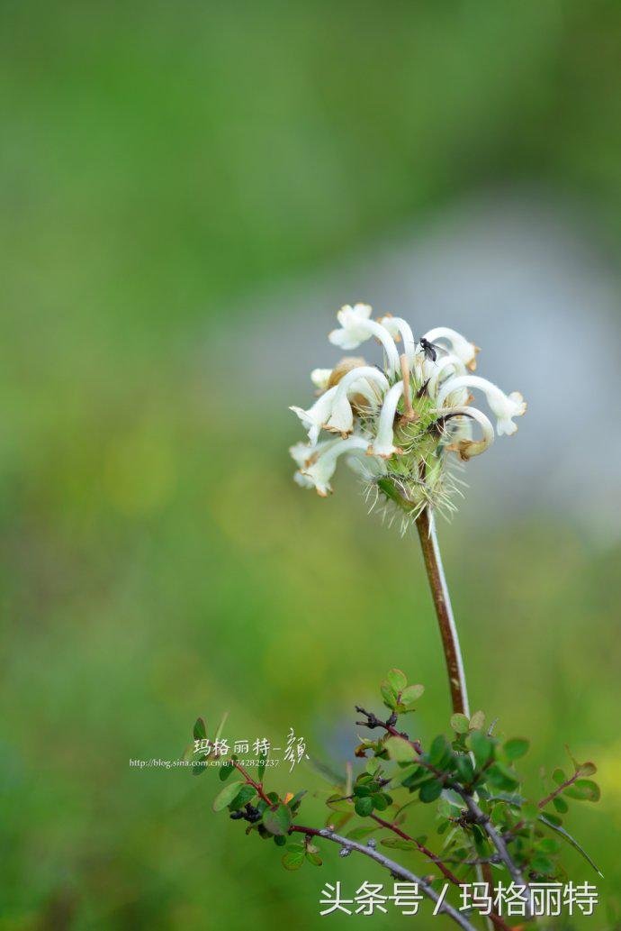 植物笔记解读视频,植物笔记关于花
