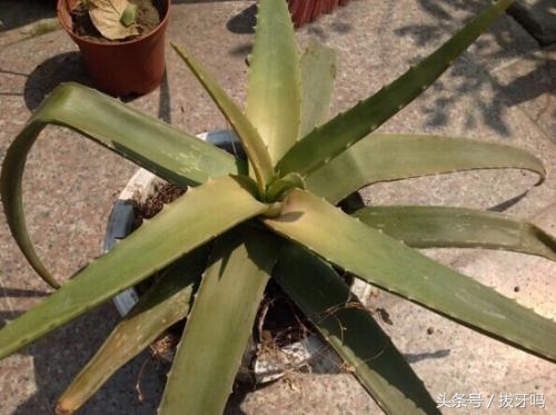 芦荟老是烂根是怎么回事,芦荟出现黄叶什么原因