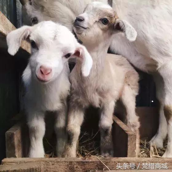 为什么羊绒衫很丑,为什么商场衣服越来越丑了