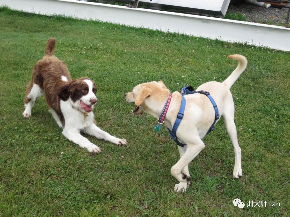 狗狗抬起一只前爪是什么意思,狗狗抬起一只前爪表示尴尬