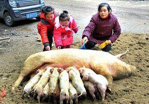 为什么说母猪肉吃了会犯老病,野母猪肉跟家母猪肉有什么不同