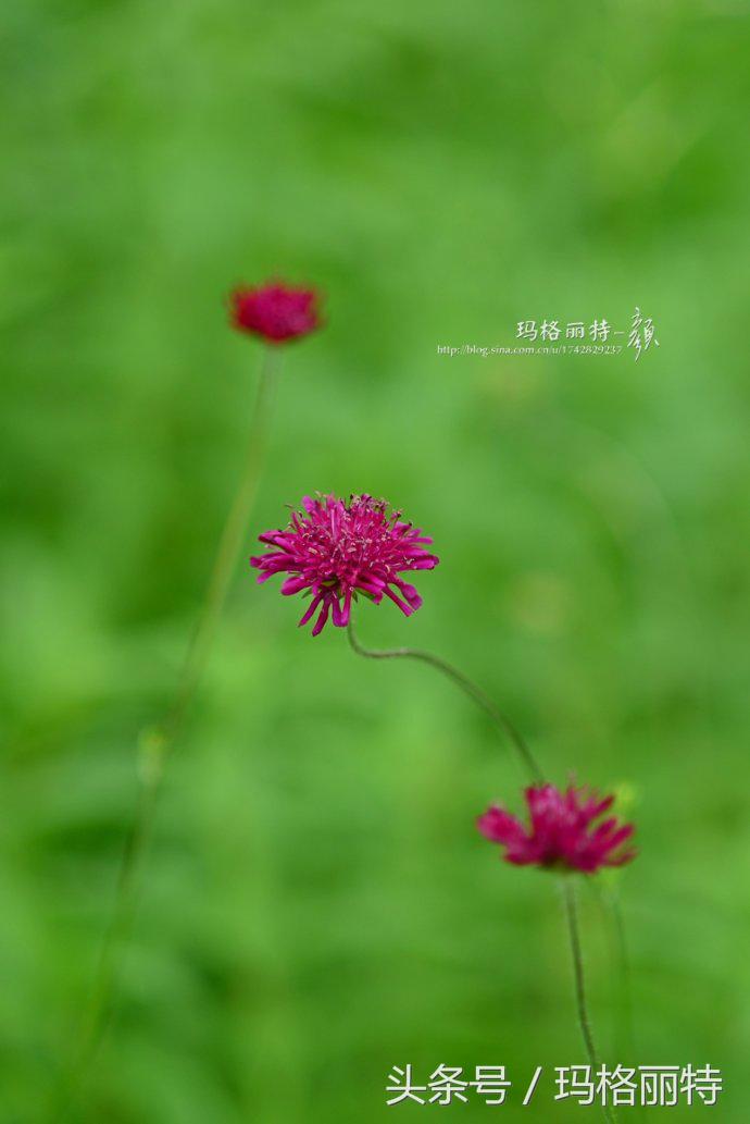 植物笔记解读视频,植物笔记关于花
