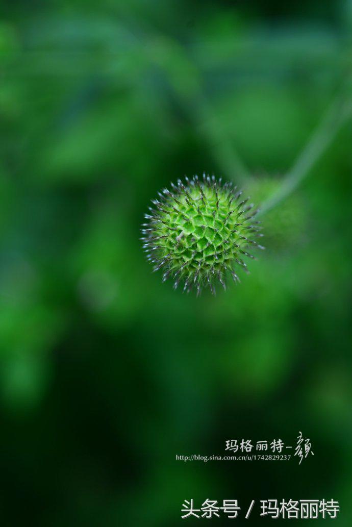 植物笔记解读视频,植物笔记关于花