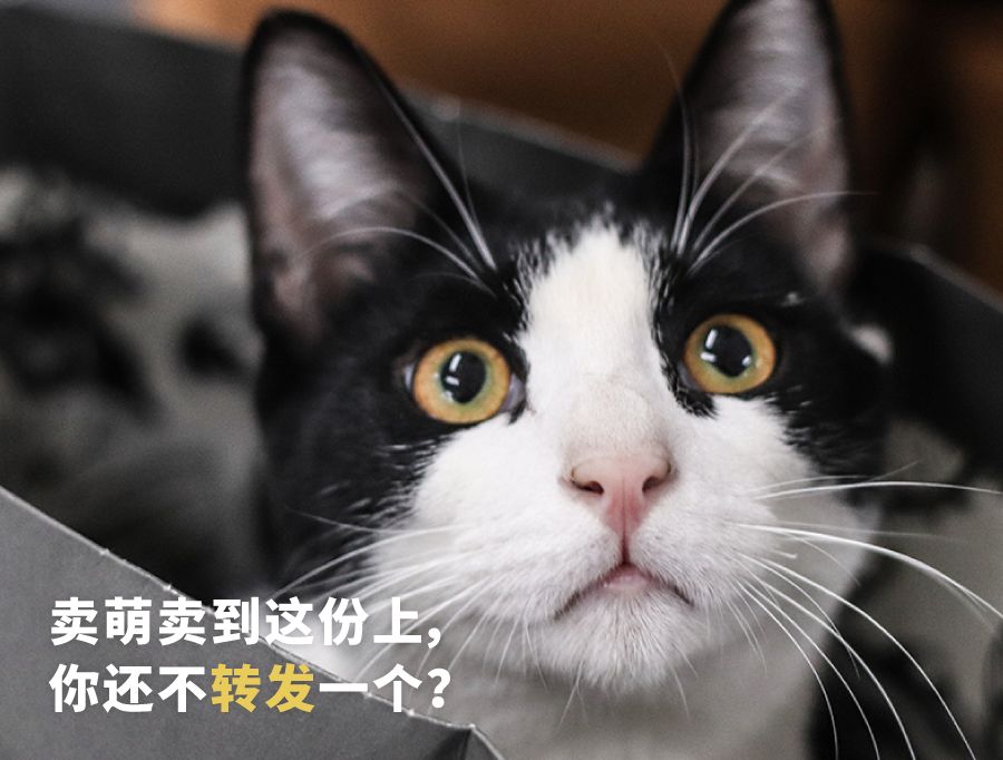 马来西亚虾片哪个好吃,东南亚餐厅提供的虾片推荐