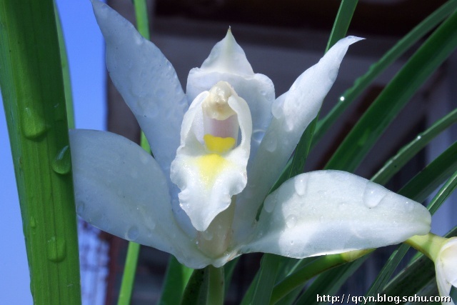 价值百万的兰花是什么品种,价值百万的兰花草